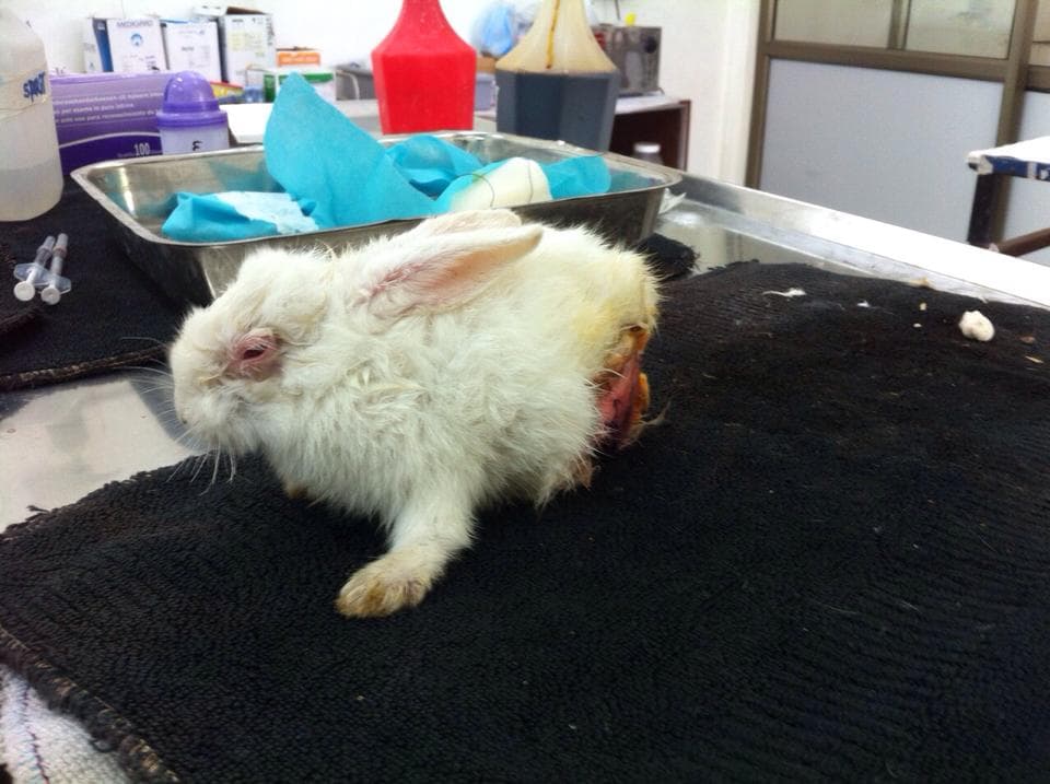 The rabbit recovered successfully from the anesthesia