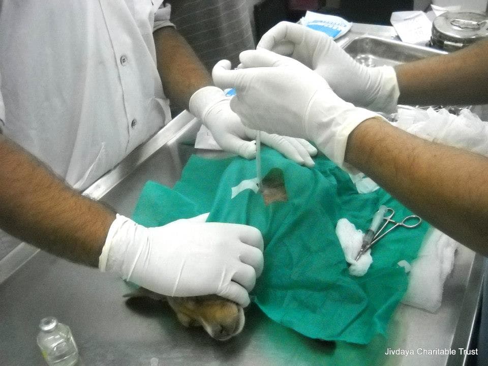Inserting a "Chest tube" into the space between the rib and he lung. The chest tube is a hollow, flexible tube in the chest. It acts like a drain. They used a water-based drain for this particular operation.