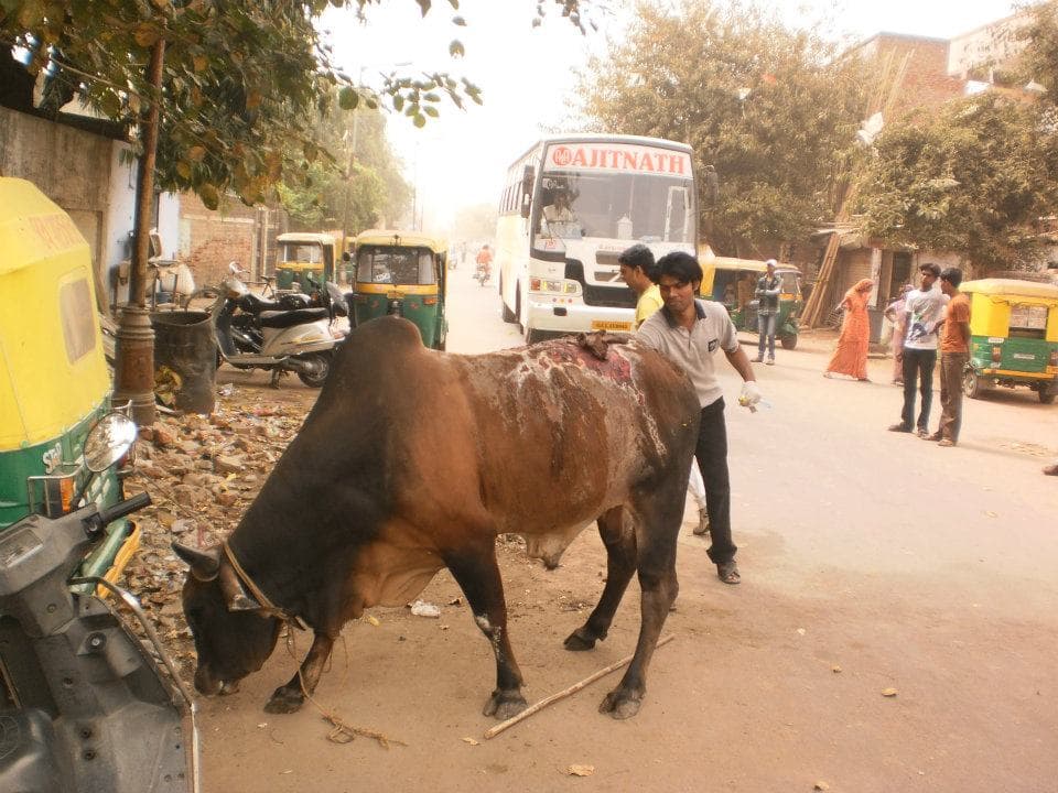 The bull with acid on its back