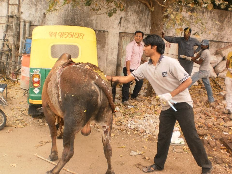 Our staff and doctors treating the wounds of the bull