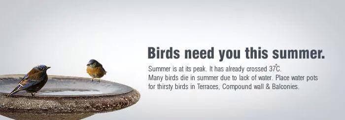 birds