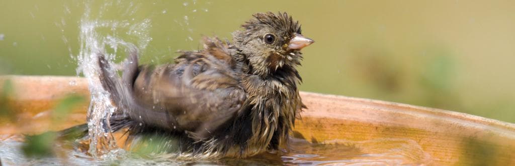 bird-bath-wide_zps708dd39c