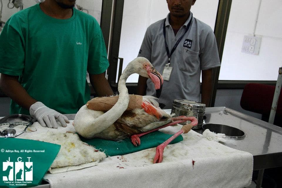 The flamingo after its surgery.