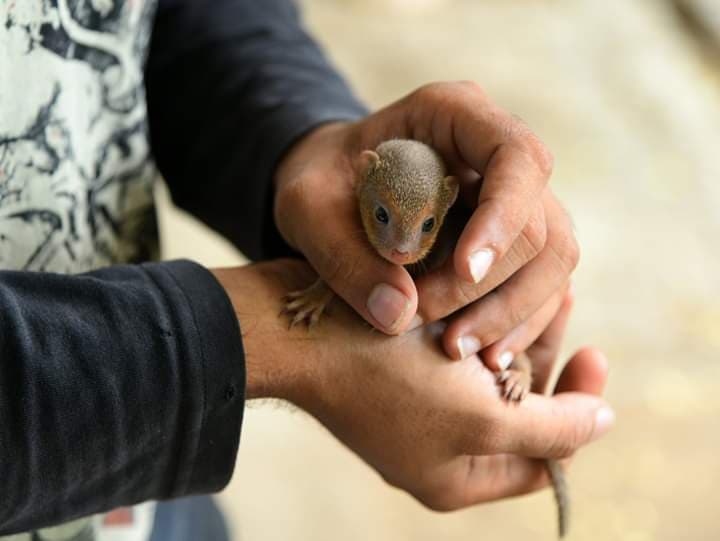 baby-mongoose-2