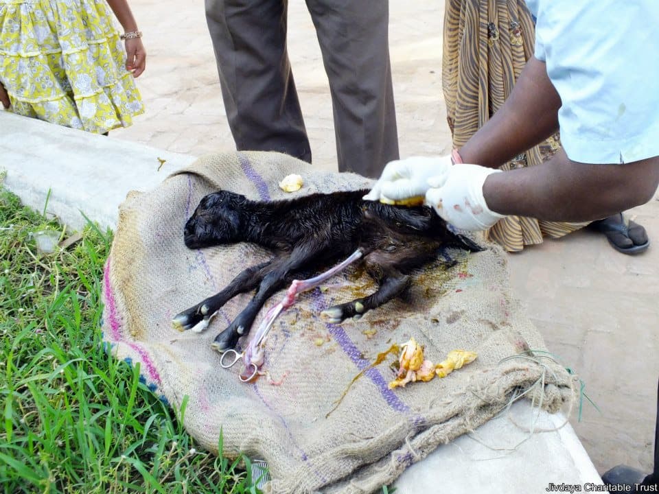 the new born goat