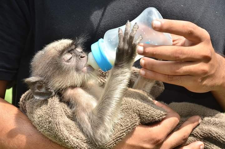 Baby Monkey's Reunion