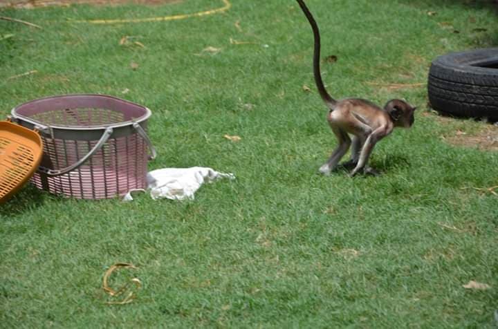 Baby Monkey's Reunion