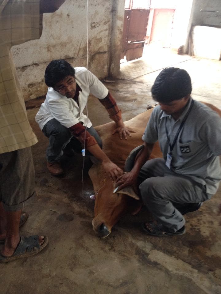 The cow given all the necessary treatment plus fluid therapy .