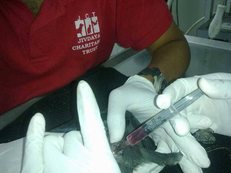 Crow being given treatment at Jivdaya