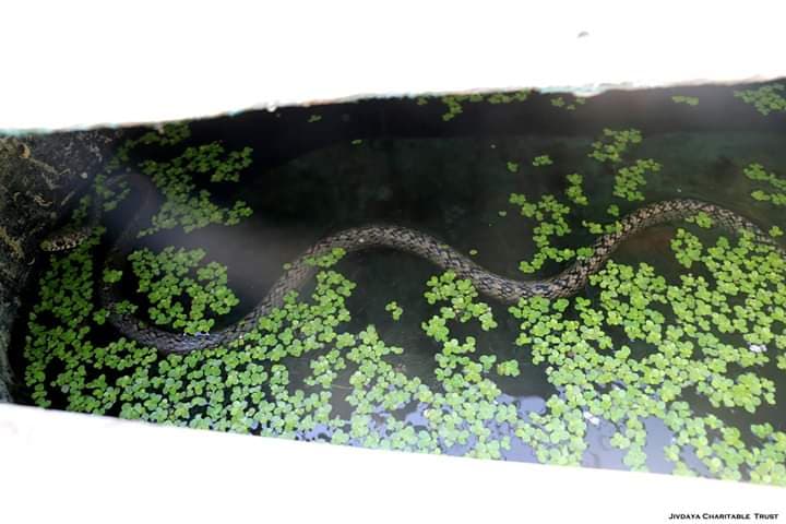 Dehydrated Rat Snake (Dhaman)