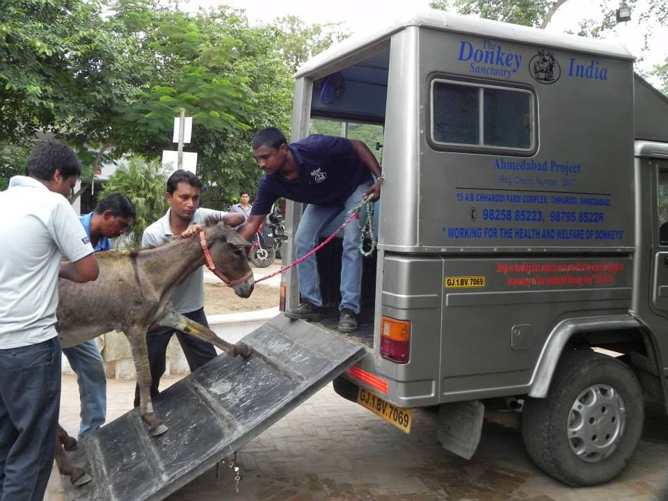 The donkey being handed over to the donkey sanctuary