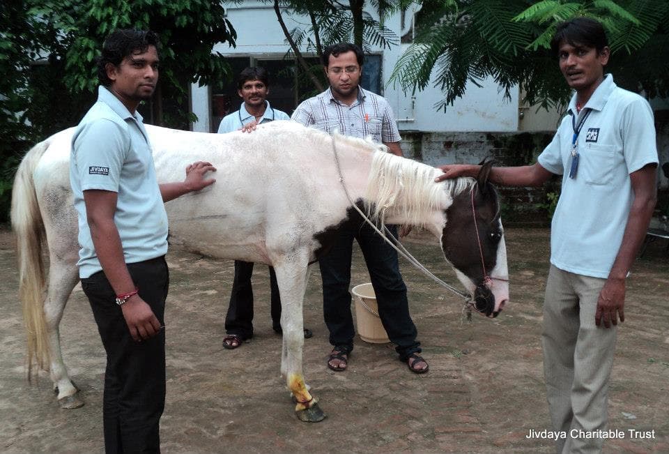 the mare after its treatment.