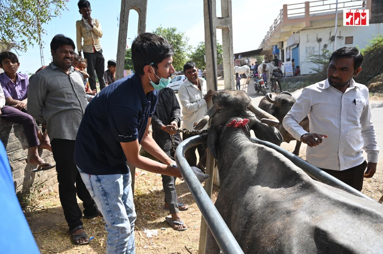 cattle_camp_2