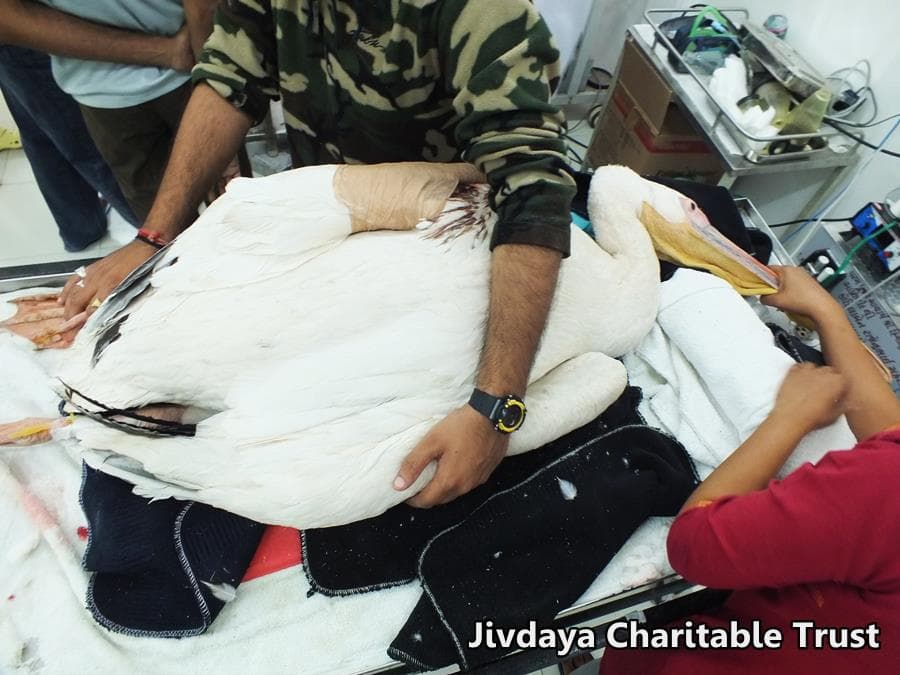 the pelican's wing bandaged after treatment.