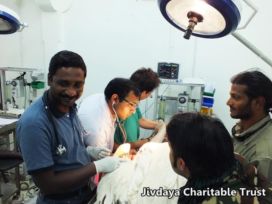 Doctor's operation on the pelican
