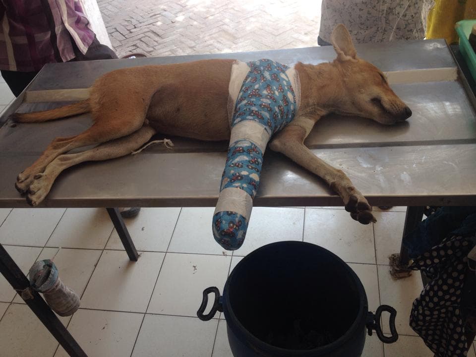 the dog's leg bandaged using vet wrap