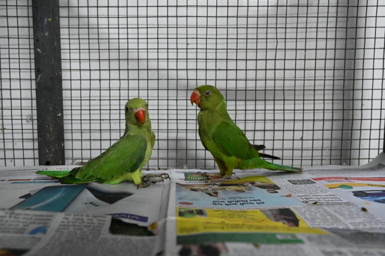 When You Should & Shouldn't Rescue a Baby Bird