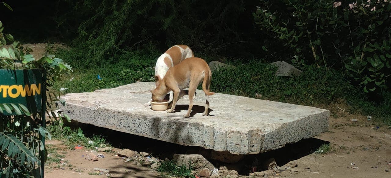 A single street dog eating from a bowl left on a concrete slab at dusk