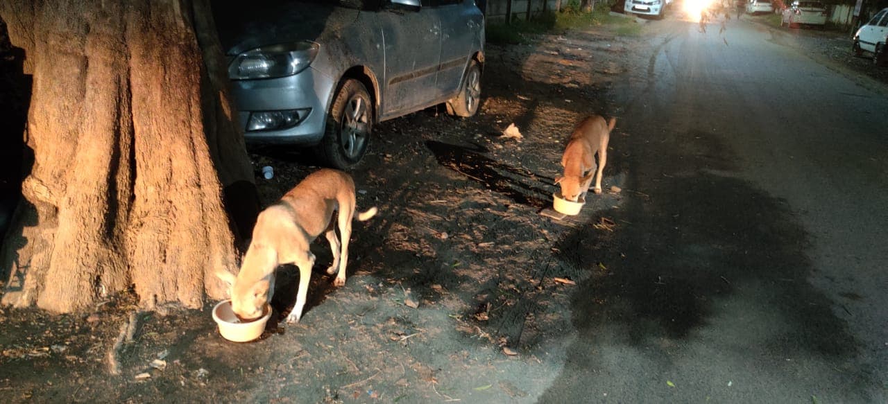 Two dogs eating from bowls under a large tree beside a parked car at night