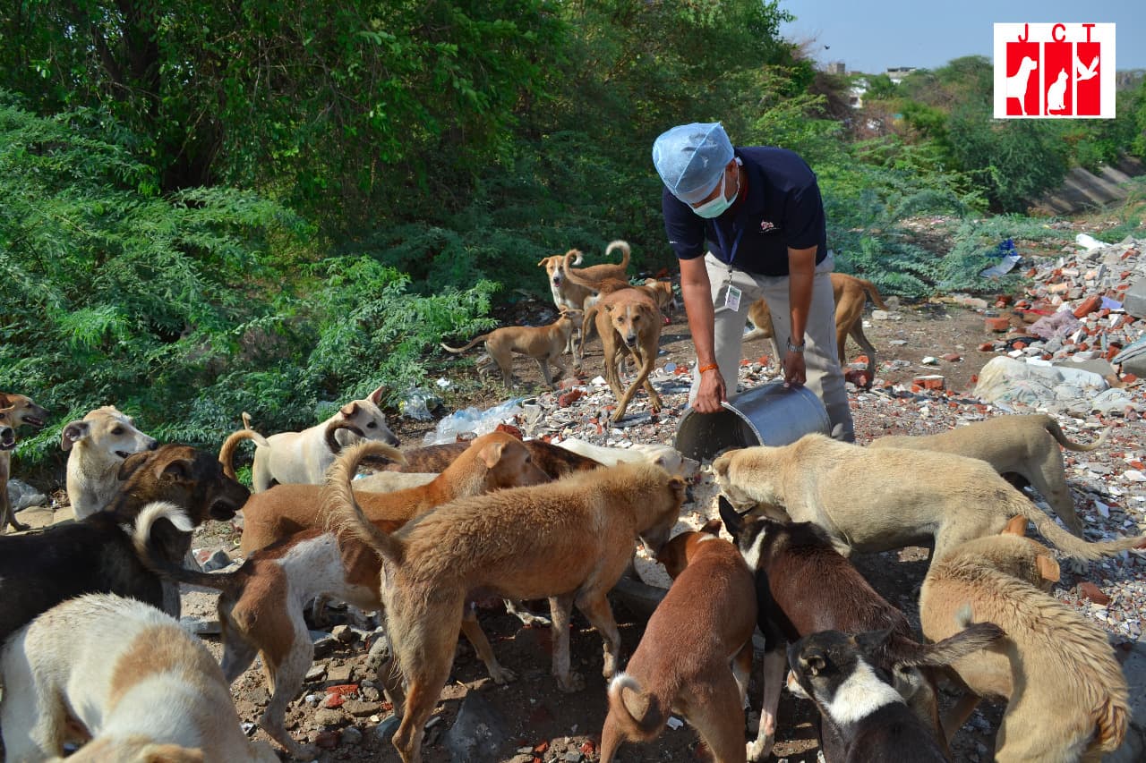 A masked Jivdaya worker tipping food from a bucket for a pack of street dogs on waste ground