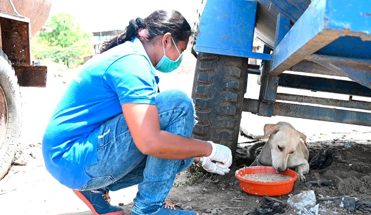 A masked worker in blue crouching to set down an orange bowl for a dog beside a parked truck