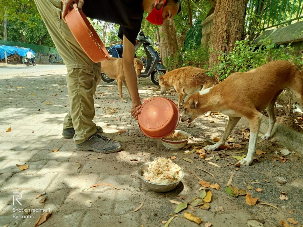 A volunteer pouring food into bowls for street dogs during the lockdown feeding programme