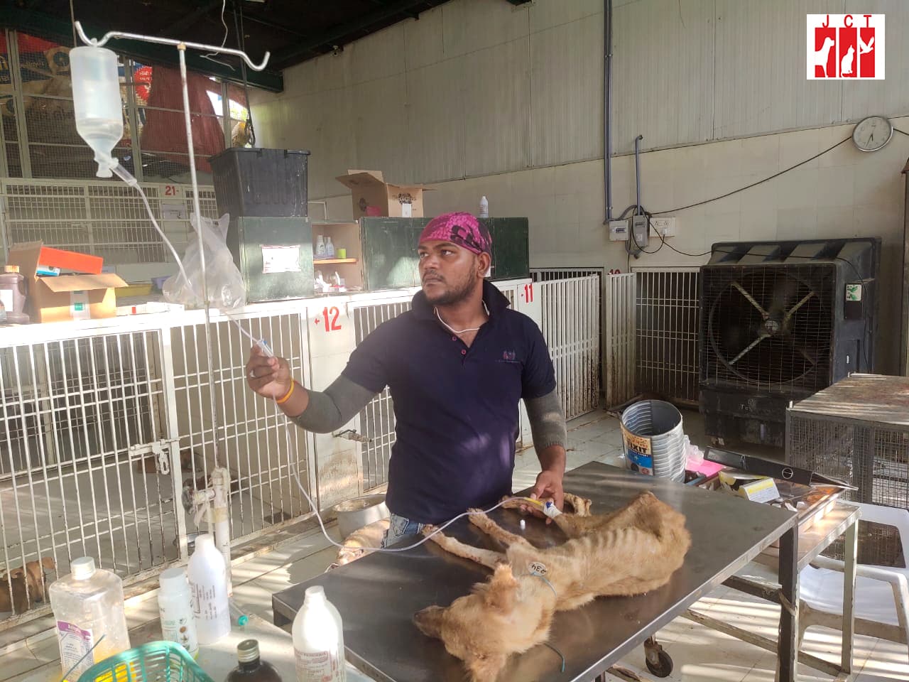 A Jivdaya attendant holding up an intravenous line beside a severely emaciated dog lying on a steel table in the ward