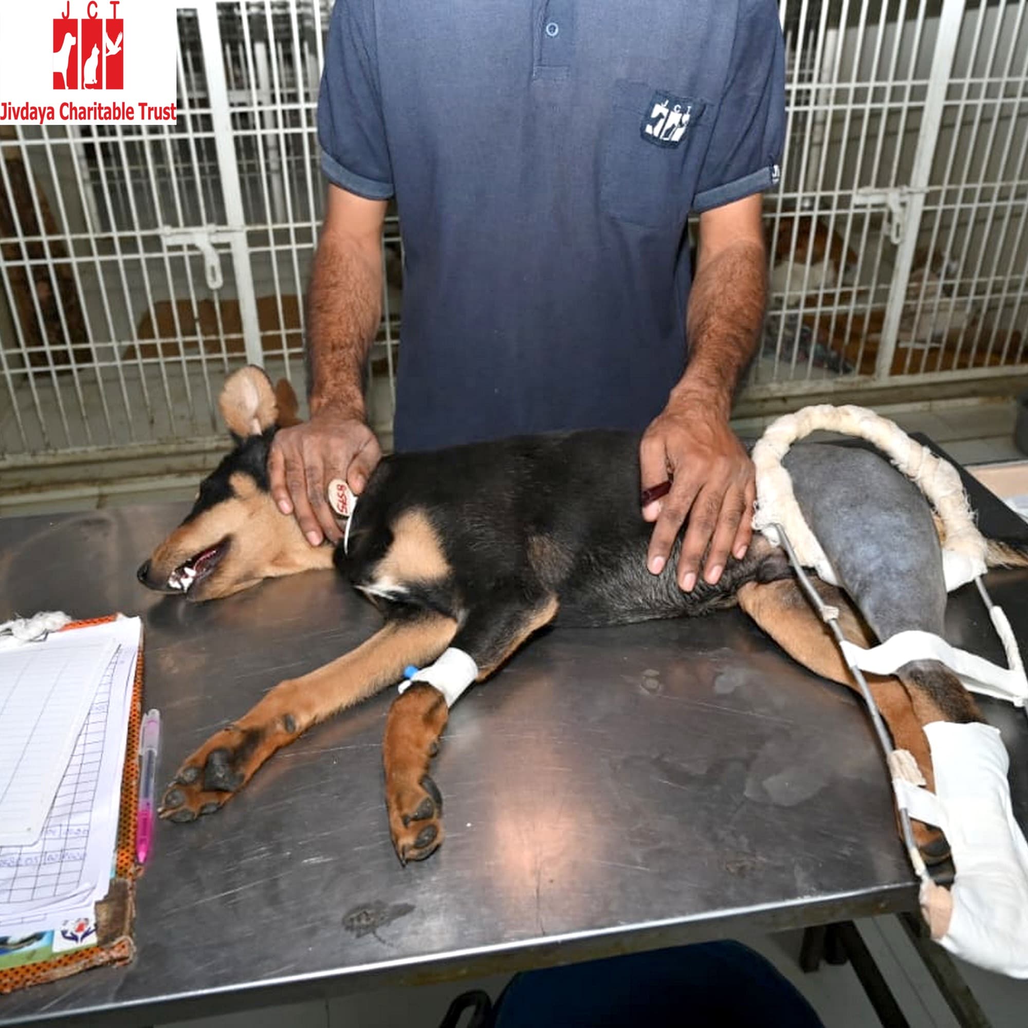 A black and tan dog lying on a steel table, held steady by a staff member, one hind leg bandaged