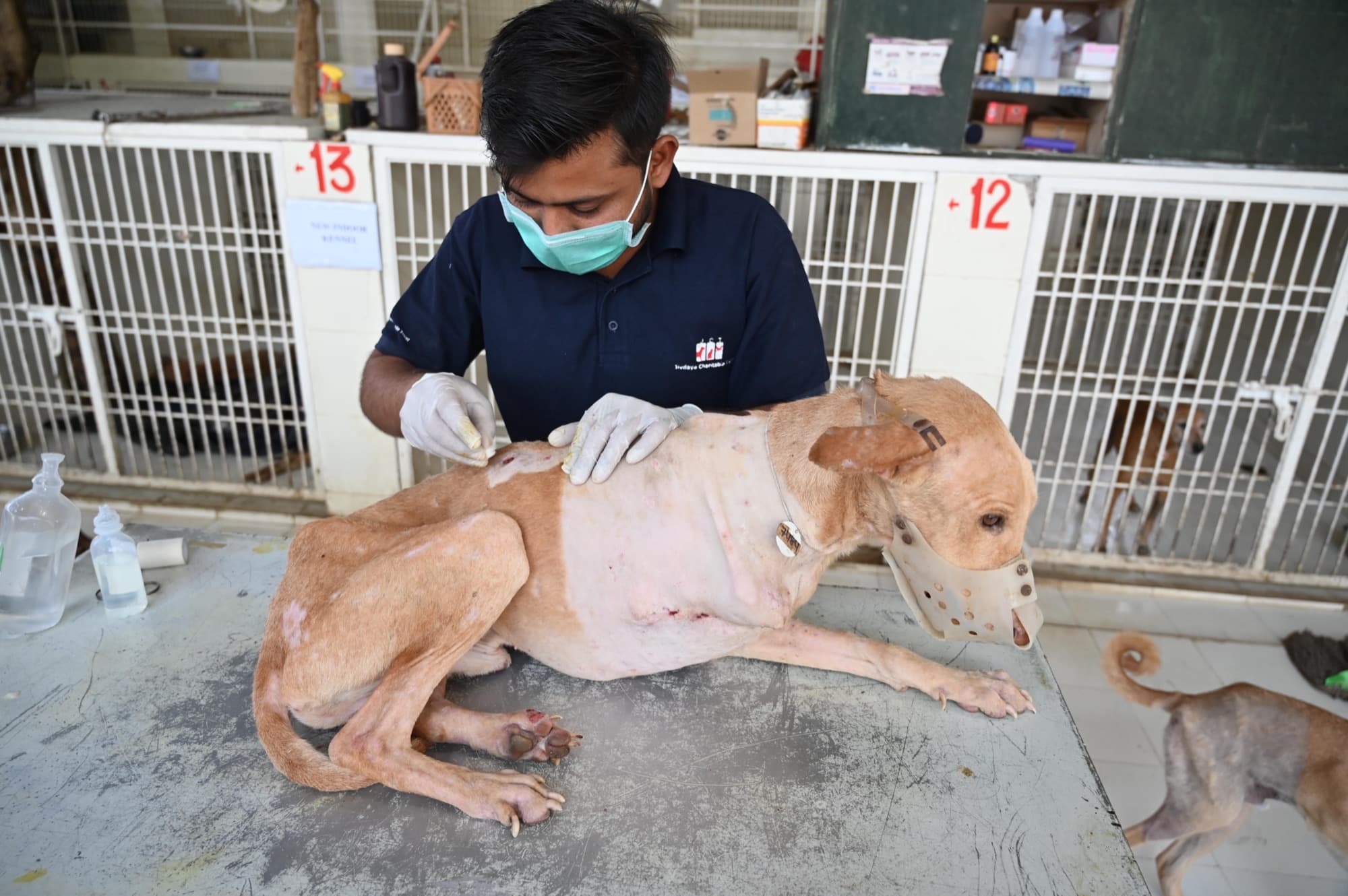 A masked staff member dressing a shaved and bandaged dog resting on the ward floor