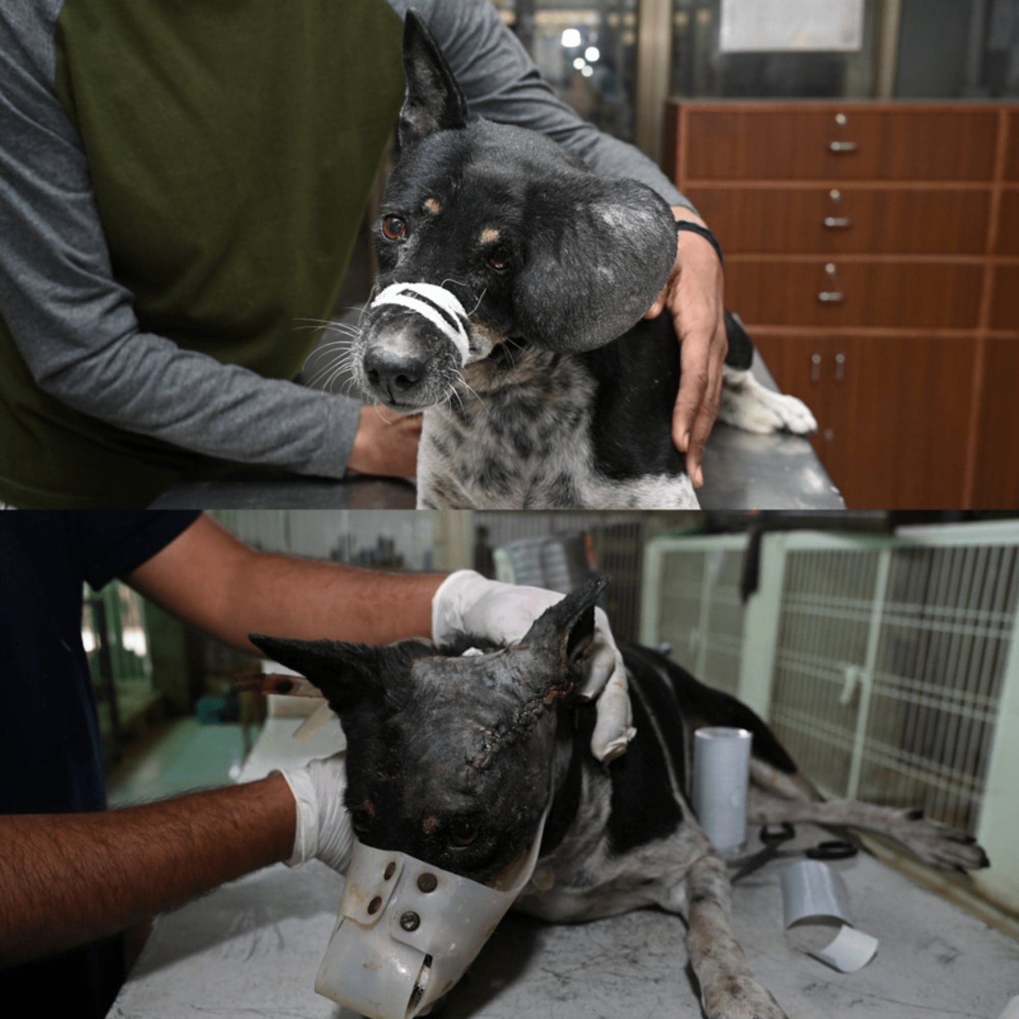 A staff member holding a dog whose head and neck are dressed, with a second frame below of a bandaged limb being handled