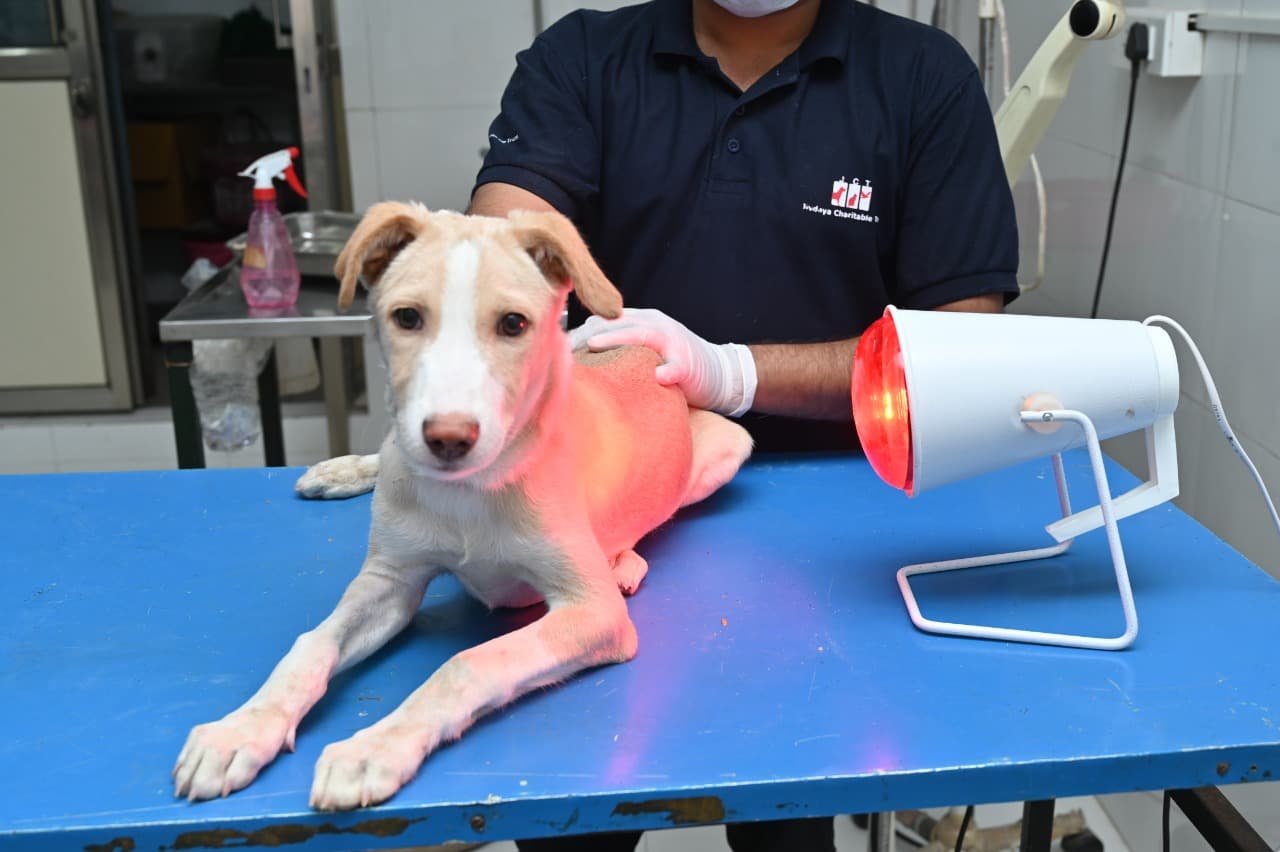 A puppy receiving infrared therapy on a blue examination table at Jivdaya hospital