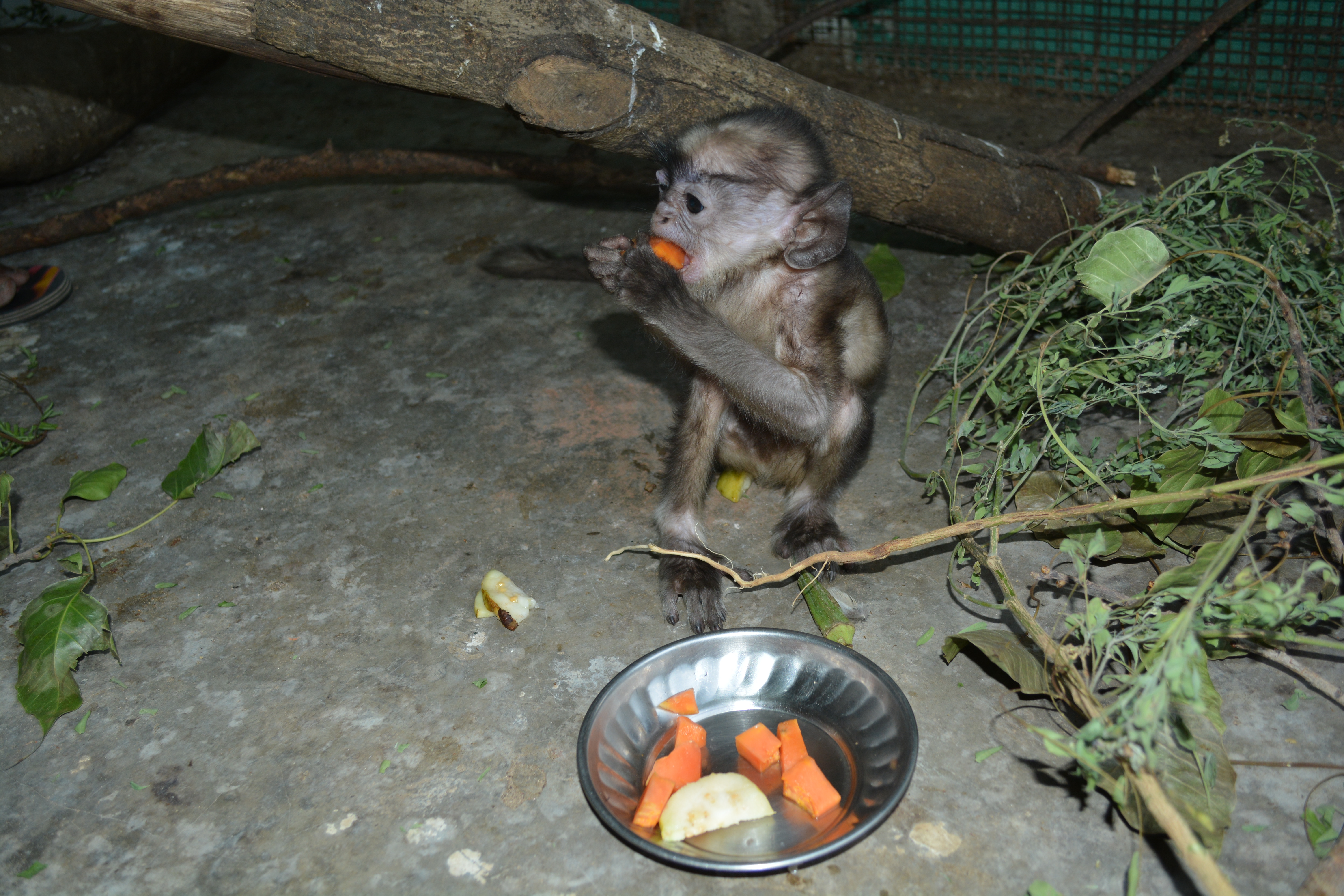Monkey enclosure