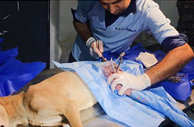 Spinally injured dog treated at Jivdaya Charitable