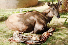 An Emergency Cesarean of a female Monkey at Jivdaya...