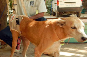 Spinally injured dog treated at Jivdaya Charitable