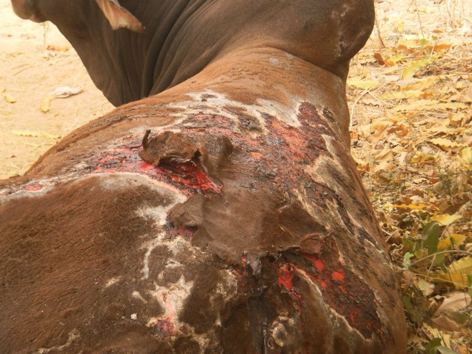 the burn injury on the bull 