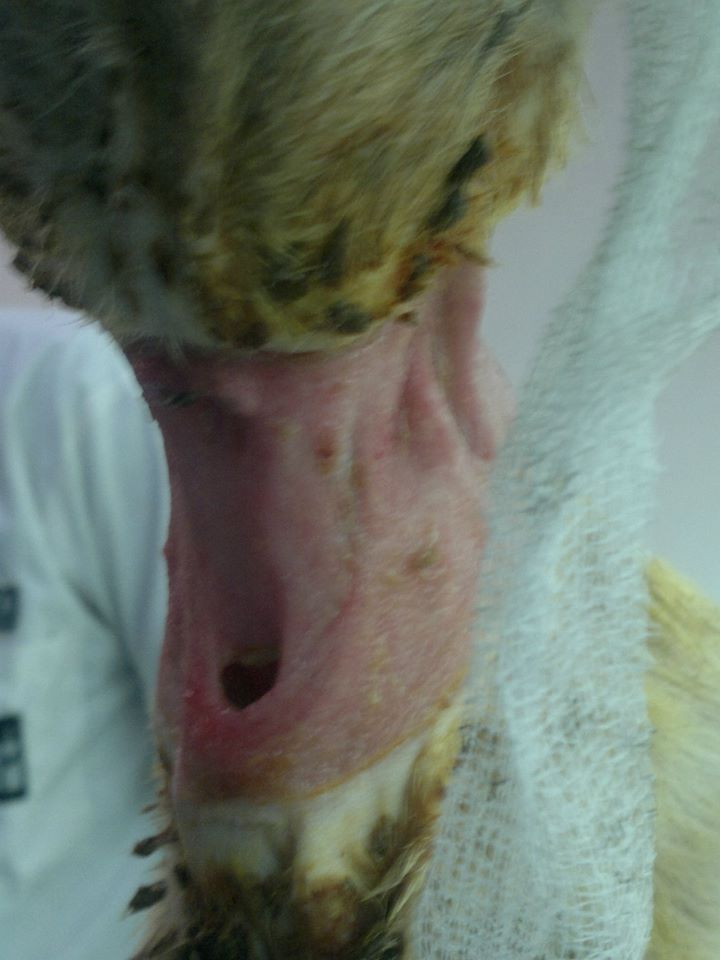 The exposed trachea of the the dog