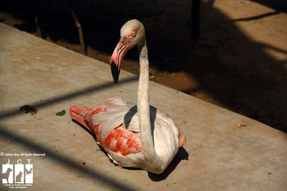 The flamingo recovering at Jivdaya's aviary after the operation