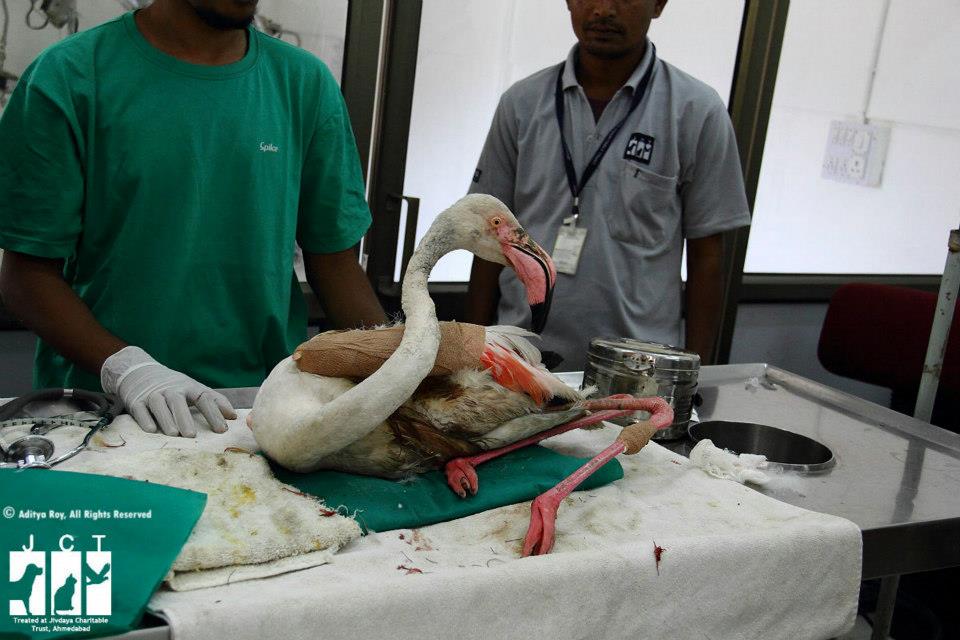 The flamingo after its surgery.