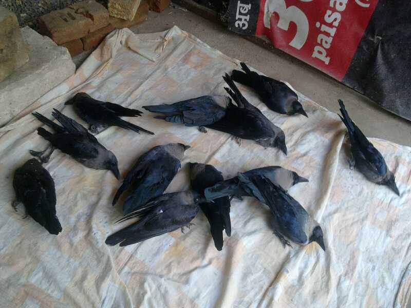 Poisoned crows at Jivdaya's Hospital