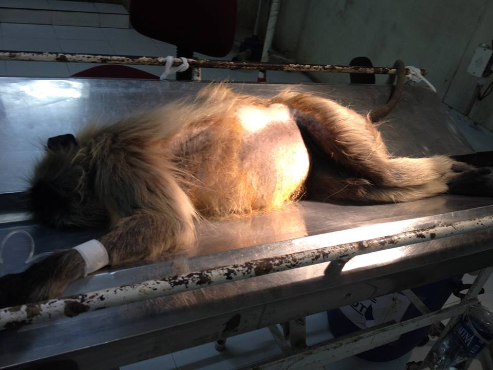 The Pregnant Female Monkey before operation