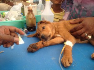 10982491_777040915711281_1018751948435548192_n