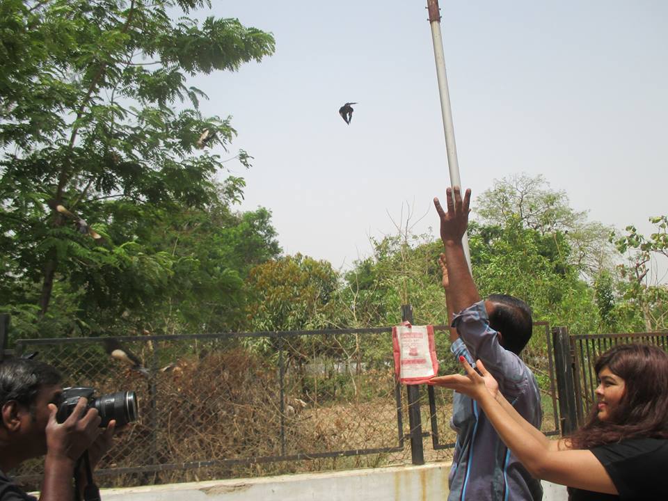 JCT's Staff releasing the maynas