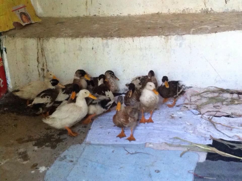 Ducks