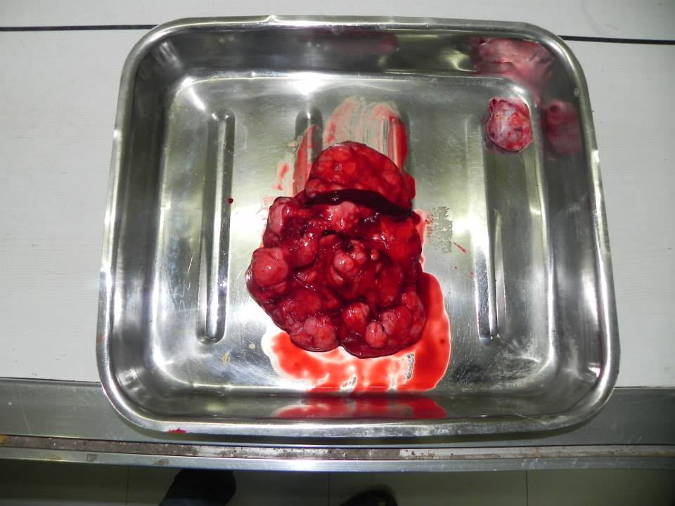 The tumor removed from over the dog's leg.