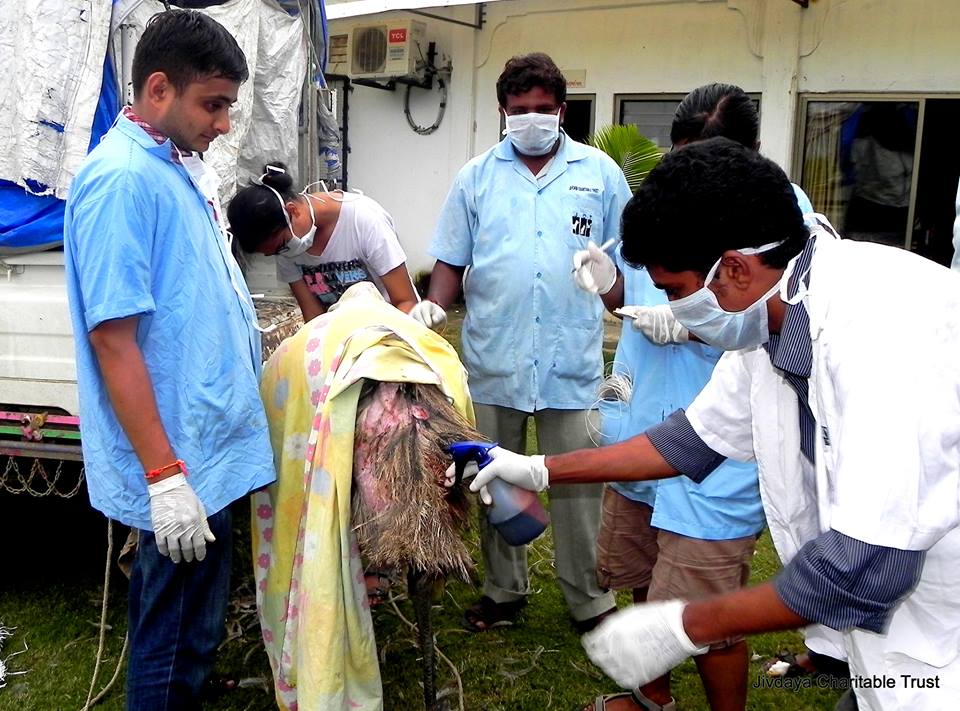 First Aid being given to the emus by JCT's doctor