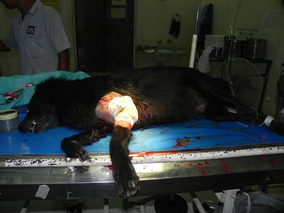 The dog after the operation