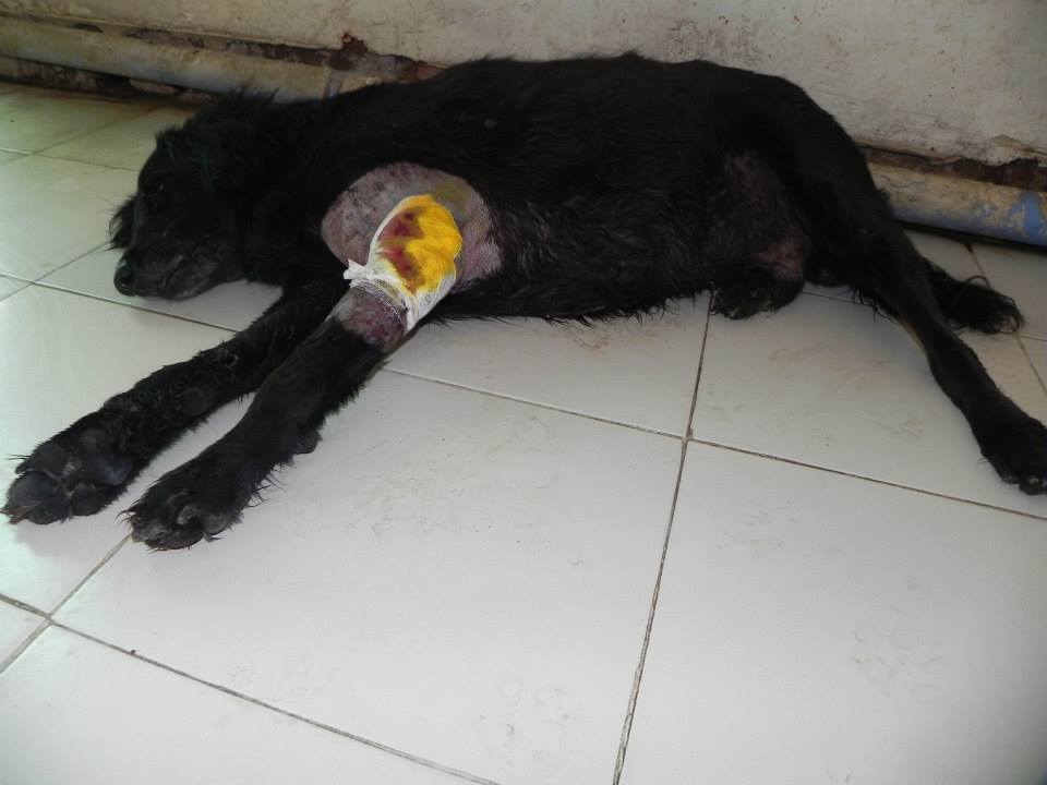 The dog recovering with the help of daly followup treatment at Jivdaya's hospital