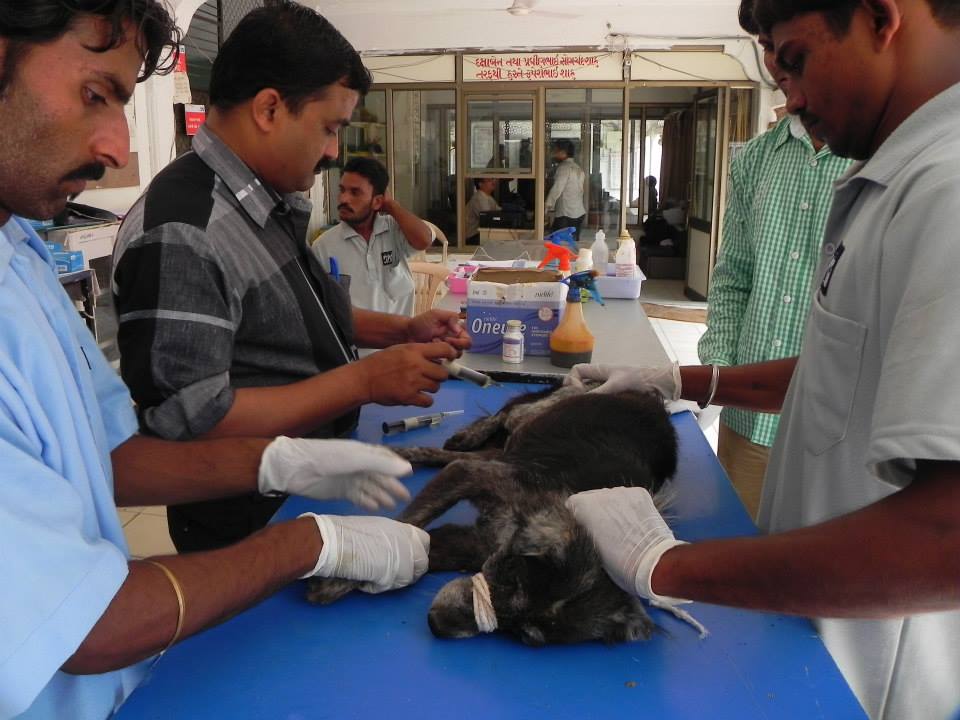 JCT's doctor treating the dog's wound.