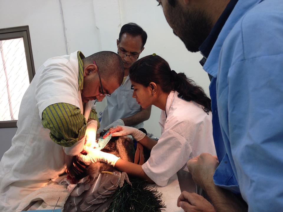 The doctors operating on the bird